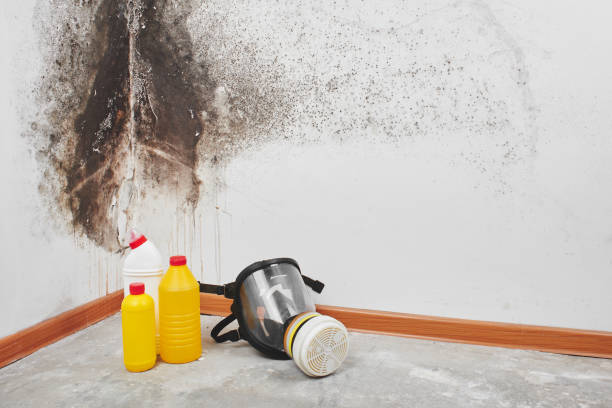 Professional Mold Inspection, Removal & Remediation in Ardmore, AL